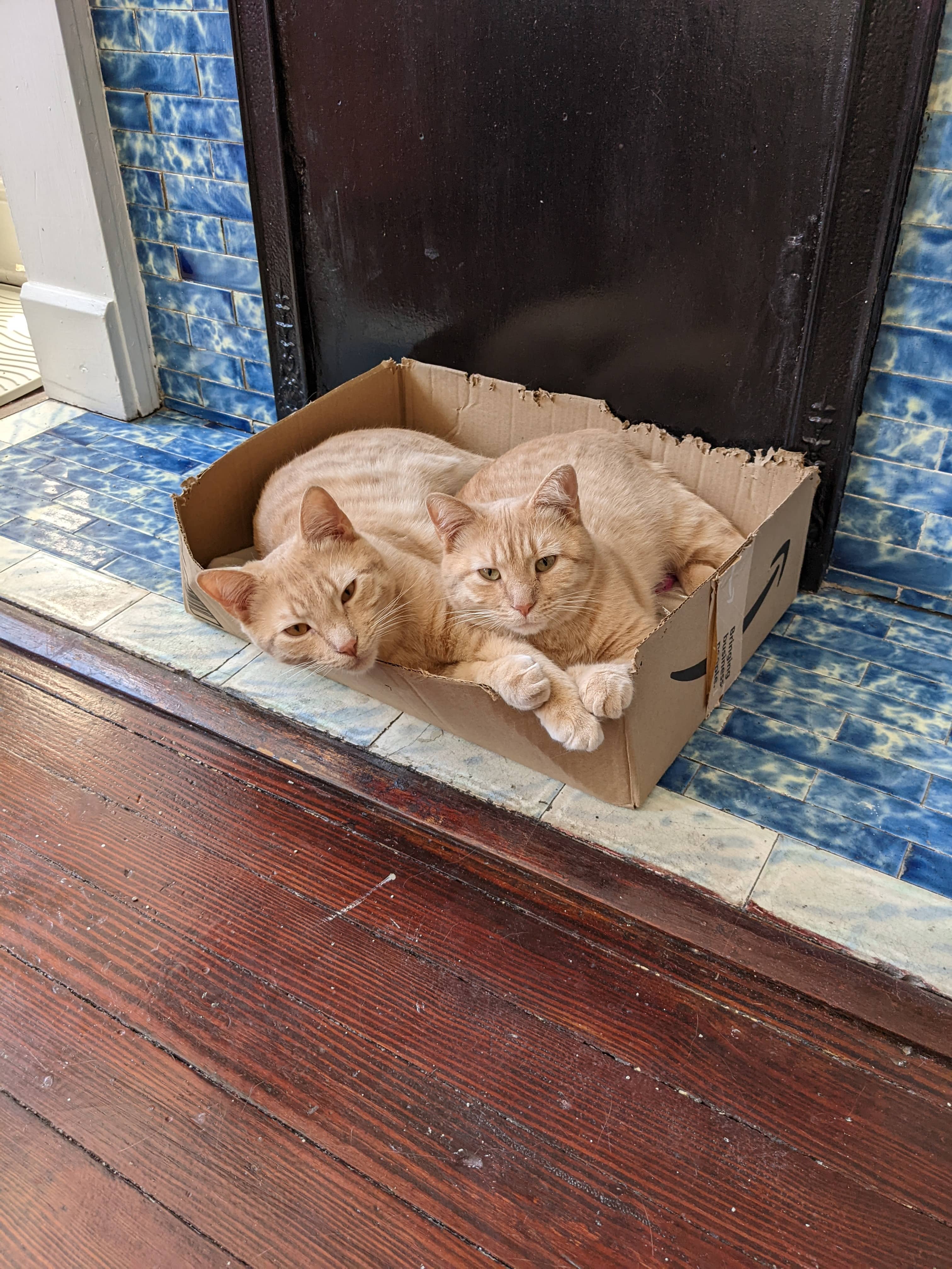 Marceline and Gunter sharing a box